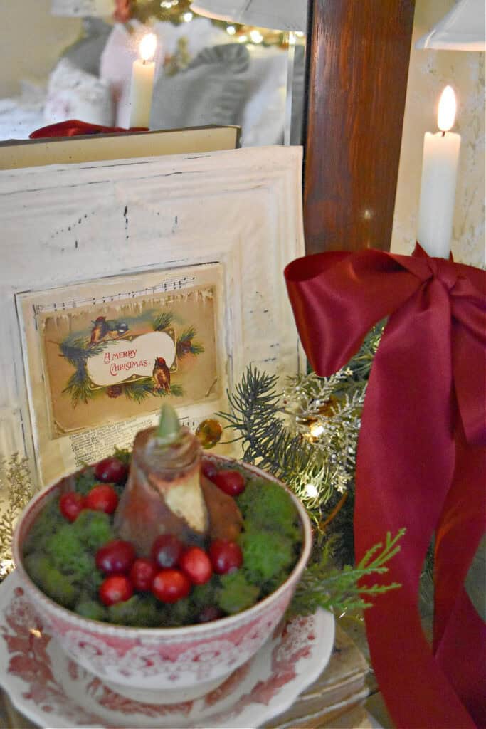 Merry Christmas vintage postcard sign and amaryllis bulb.