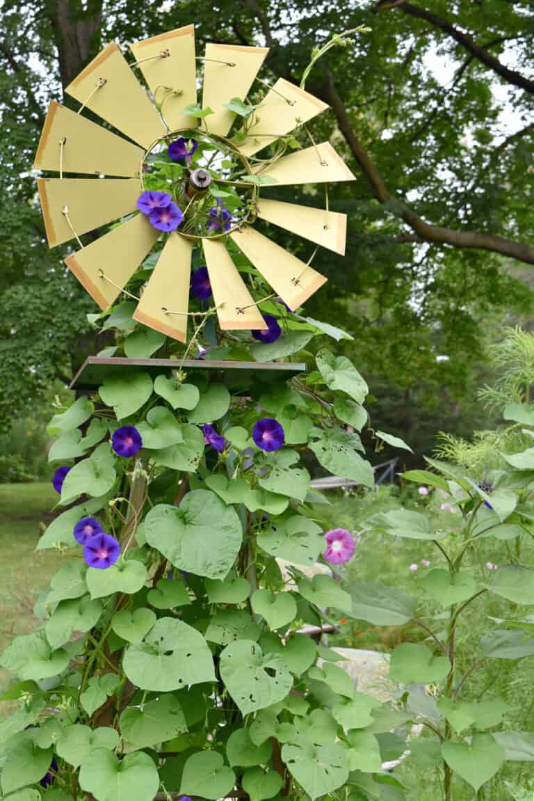 Purple morning glories on yellow windmill.