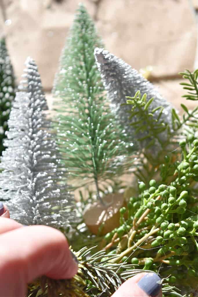 bottle brush trees